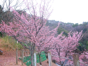 令和5年度さくらの名所散策路のあたみ桜の写真