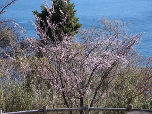 令和5年度さくらの名所散策路のあたみ桜の写真