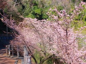 令和5年度さくらの名所散策路のあたみ桜の写真