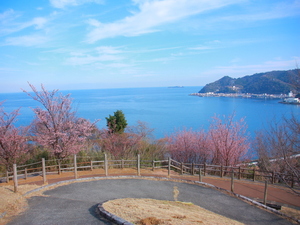 令和5年度さくらの名所散策路のあたみ桜の写真