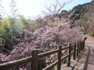 令和5年度さくらの名所散策路のあたみ桜の写真