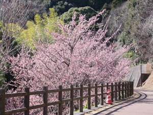 令和4年度さくらの名所散策路のあたみ桜の写真