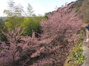 令和4年度さくらの名所散策路のあたみ桜の写真