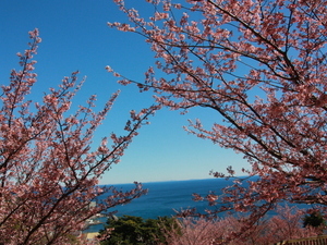 令和7年2月20日現在のさくらの名所散策路のあたみ桜