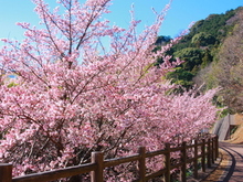 写真：さくらの名所散策路　あたみ桜