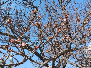 令和5年度釜鳴屋平七像あたみ桜の写真