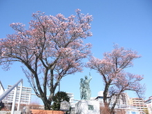 釜鳴屋平七像あたみ桜の写真