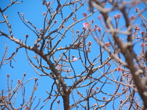 令和6年度　あたみ桜の様子