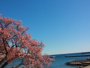 令和7年2月20日現在の釜鳴屋平七像横のあたみ桜