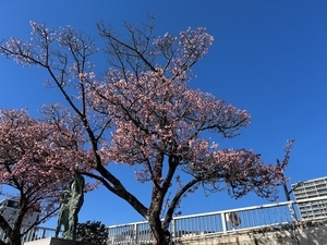 令和7年2月25日現在の釜鳴屋平七像横のあたみ桜