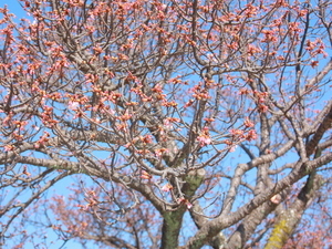 令和7年1月28日釜鳴屋平七像横のあたみ桜