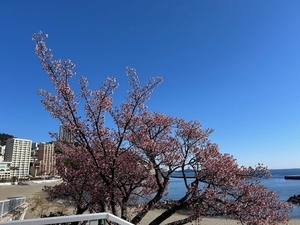 令和7年2月25日現在の釜鳴屋平七像横のあたみ桜