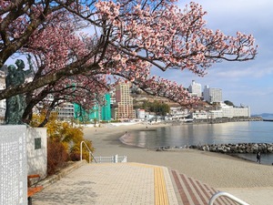 令和5年度 釜鳴屋平七像あたみ桜2本