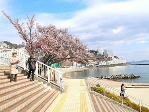 令和5年度 釜鳴屋平七像あたみ桜2本その2