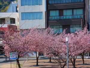 令和5年度渚小公園のあたみ桜の写真