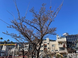 令和5年度渚小公園のあたみ桜の写真