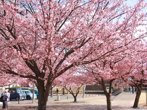 小公園