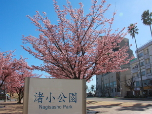 令和7年2月20日現在の渚小公園のあたみ桜