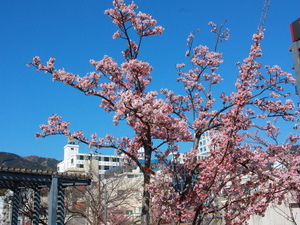 令和7年2月20日現在の渚小公園のあたみ桜