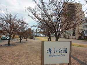 令和7年1月21日渚小公園あたみ桜の様子