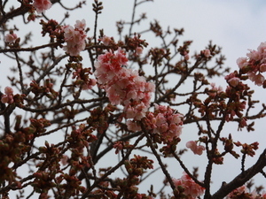 令和7年1月21日渚小公園あたみ桜の様子