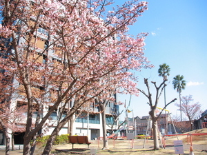 令和7年1月28日渚小公園のあたみ桜