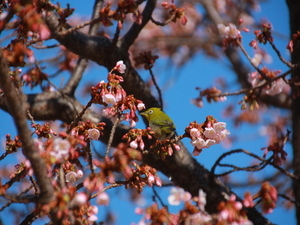 令和7年1月28日渚小公園のあたみ桜