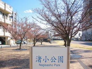 令和7年1月28日渚小公園のあたみ桜