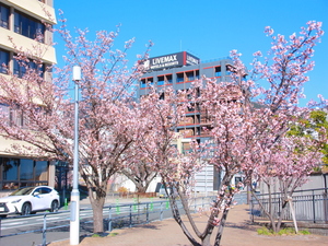 令和5年度渚デッキあたみ桜の写真