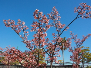 令和7年2月20日現在の渚デッキのあたみ桜
