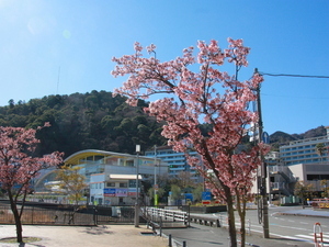 令和7年2月20日現在の渚デッキのあたみ桜
