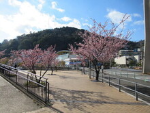 写真：渚親水公園（渚デッキ）　あたみ桜