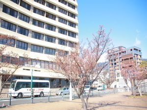 令和7年1月28日渚デッキのあたみ桜