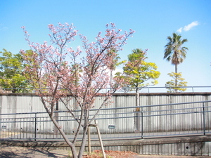 令和7年1月28日渚デッキのあたみ桜