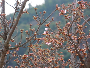 令和7年1月21日渚デッキのあたみ桜の様子