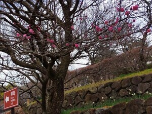 令和7年1月16日梅園内の様子