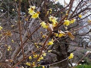 令和7年1月16日梅園内の様子