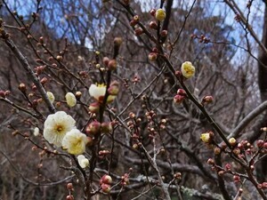 令和7年1月16日梅園内の様子