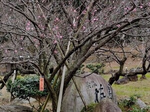 令和7年1月16日梅園内の様子