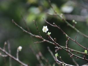 早咲きの梅が開花しました
