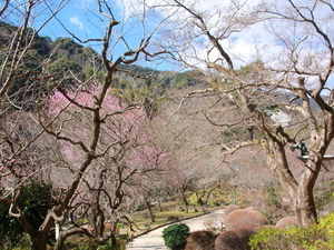 令和7年1月30日梅の様子