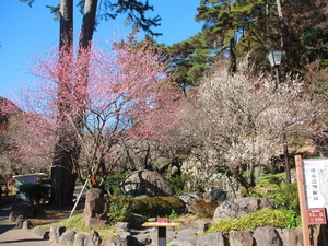 令和7年1月30日梅の様子