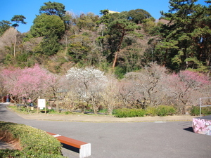 令和7年1月30日梅の様子