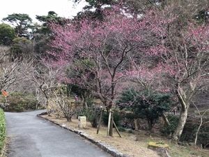 令和6年 1月11日 撮影 【開花状況】