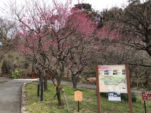 令和6年 1月11日 撮影 【開花状況】