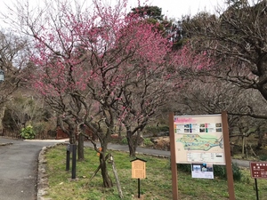 令和6年　1月11日　撮影 【開花状況】