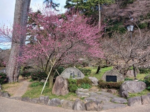 令和6年　1月5日　撮影 【開花状況】