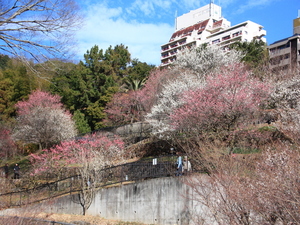 令和5年度　熱海梅園県道側からの様子