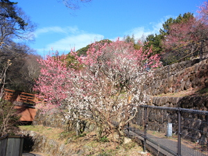 令和6年　1月18日　撮影 【開花状況】