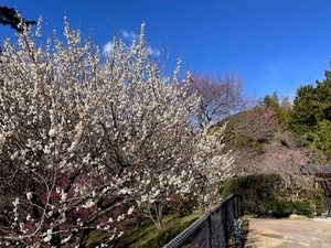 令和5年度 熱海梅園県道側からの様子